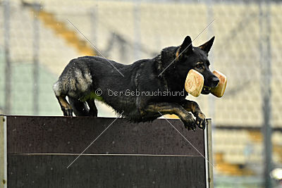 Gero z Berounske Basty