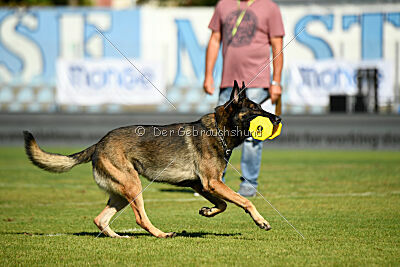 Ginger of Brave House JP