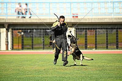 Ginger of Brave House JP