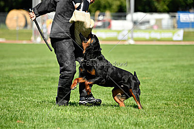 Gollum vom Tanneneck