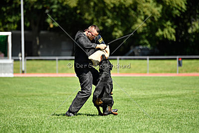 Gollum vom Tanneneck