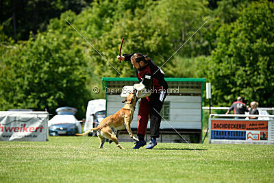 Greek vom schnellen Falken
