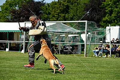 Greek vom schnellen Falken
