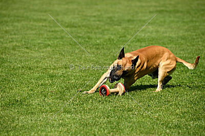 Greek vom schnellen Falken