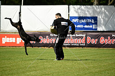 Greif vom Hatzbachtal