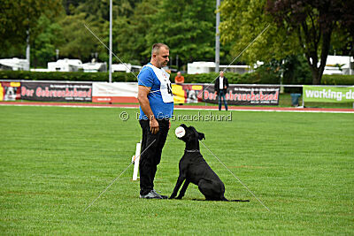 Greif vom Hatzbachtal