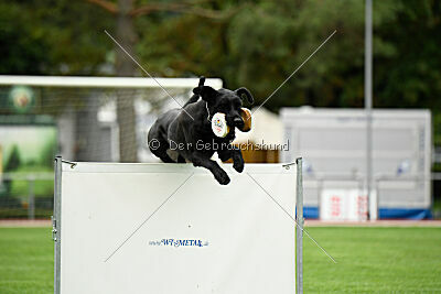 Greif vom Hatzbachtal
