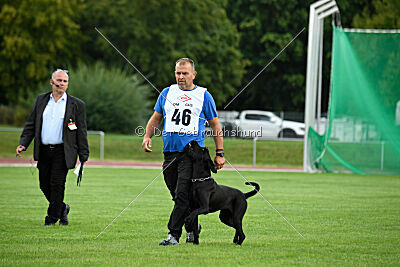 Greif vom Hatzbachtal