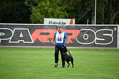 Greif vom Hatzbachtal