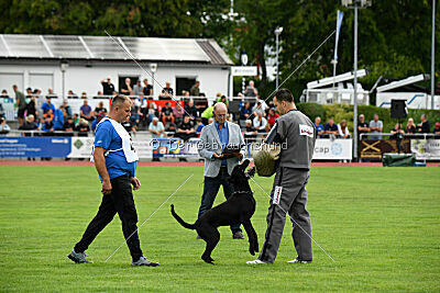 Greif vom Hatzbachtal
