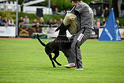 Greif vom Hatzbachtal