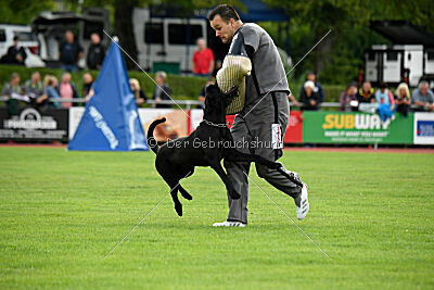 Greif vom Hatzbachtal