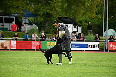 Greif vom Hatzbachtal