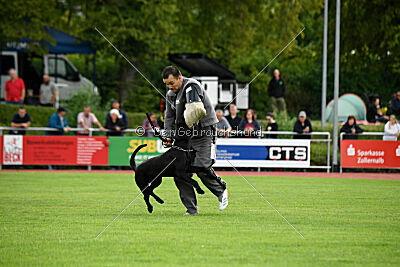 Greif vom Hatzbachtal