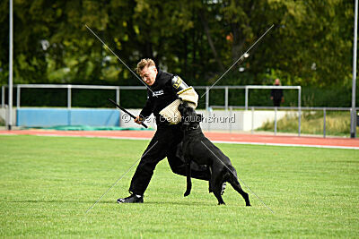 Greif vom Hatzbachtal