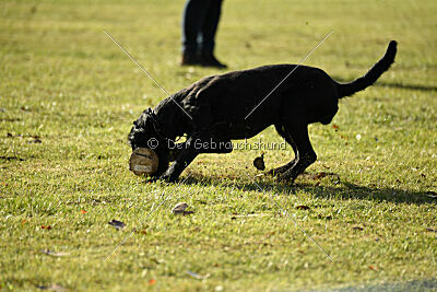 Greif vom Hatzbachtal