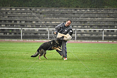 Grisu vom Wolfsdreieck
