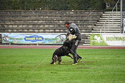 Grisu vom Wolfsdreieck