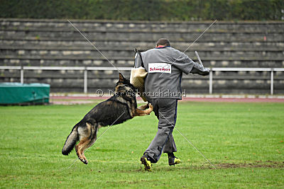 Grisu vom Wolfsdreieck