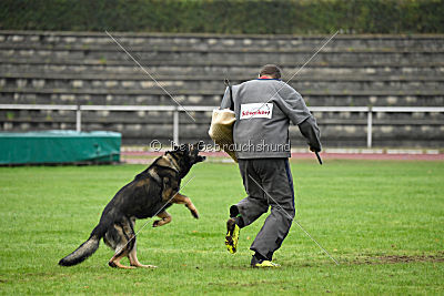 Grisu vom Wolfsdreieck