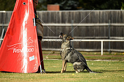 Gucci vom Kalten Born