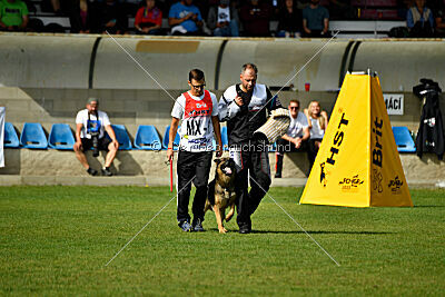 Guliat de Santa Rosa