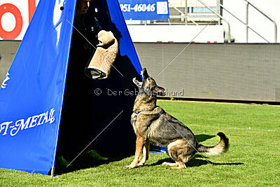 Gwen von den Koschis