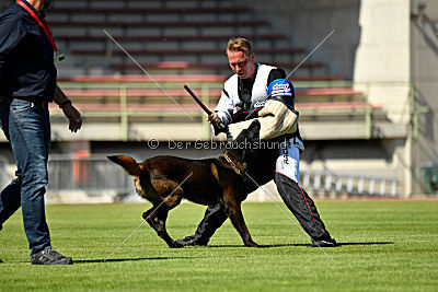 Halden NPA Detection Dog