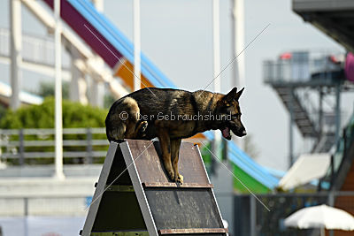 Hamlet of S. Wistaria