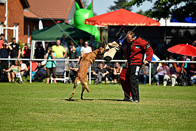 Hanni vom blauen Mistral