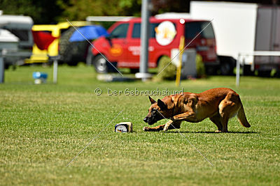 Hanni vom blauen Mistral