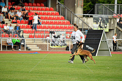 Hannibal des chiens de travail