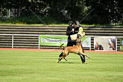 Hannibal des chiens de travail