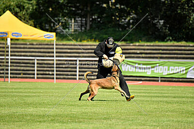 Hannibal des chiens de travail