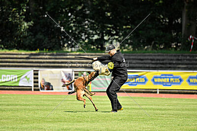 Hannibal des chiens de travail