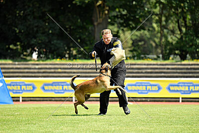 Hannibal des chiens de travail