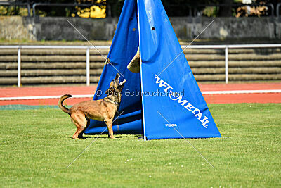 Hannibal des chiens de travail