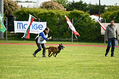 Harley Quinn Force Canina