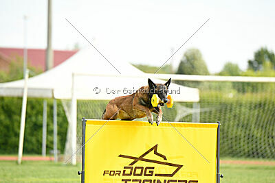 Harley Quinn Force Canina