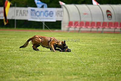 Harley Quinn Force Canina