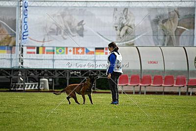 Harley Quinn Force Canina