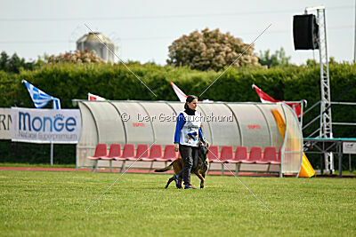 Harley Quinn Force Canina