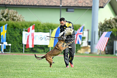 Harley Quinn Force Canina
