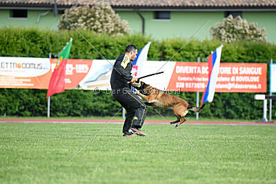 Harley Quinn Force Canina