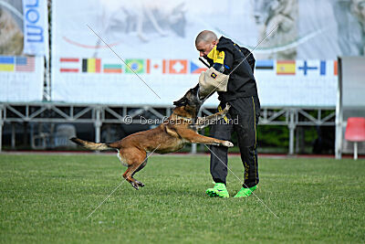 Harley Quinn Force Canina