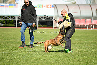 Harley Quinn Force Canina