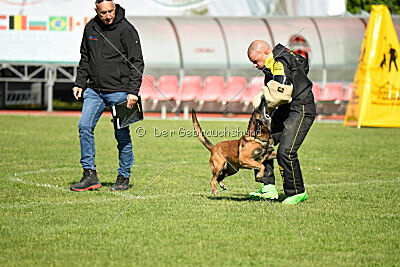Harley Quinn Force Canina