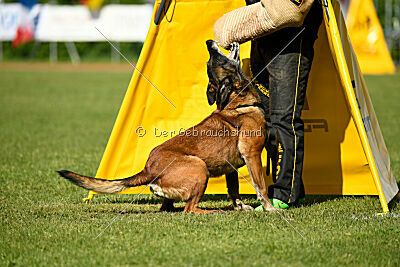 Harley Quinn Force Canina