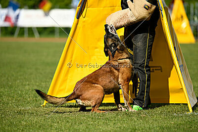 Harley Quinn Force Canina