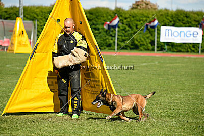 Harley Quinn Force Canina